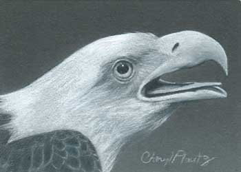 "Eagle Study" by Cheryl Plautz, Medford WI - Colored Pencil